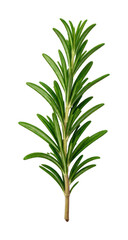 Fototapeta premium PNG Fresh rosemary sprig on white.
