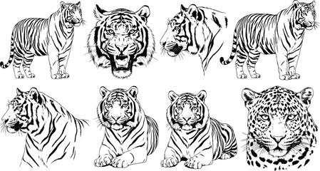 Wild Cat Illustration Set Featuring Bengal Tiger Head Portraits Standing and Lying Poses and Spotted Leopard Face in Detailed Black and White Ink Sketch Woodcut Style © Rajib