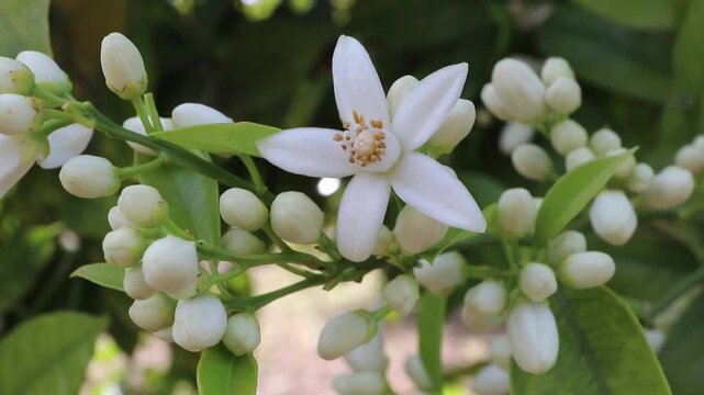 Close up of orange blossom and buds gently swaying on a branch in a spring orchard. Soft green background and delicate motion create a fresh, fragrant, natural scene.