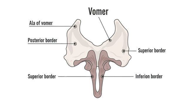 Anatomical illustration of the vomer bone.