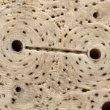 Perforating Canal Connecting Adjacent Osteons in Compact Bone