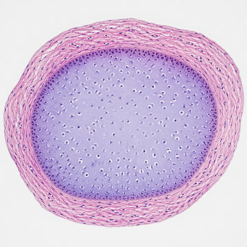 Perichondrium and Hyaline Cartilage Cross Section Histology