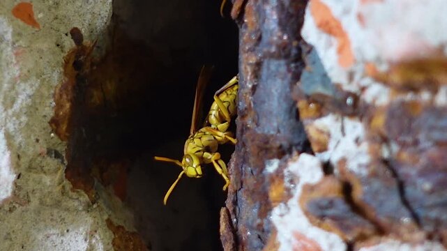 The yellow oriental paper wasp or Macao paper wasp nests in the crevices of old broken walls. Polistes olivaceus, also known as the yellow paper wasp.