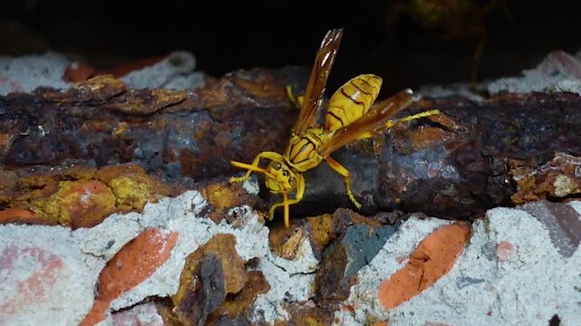 The yellow oriental paper wasp or Macao paper wasp nests in the crevices of old broken walls. Polistes olivaceus, also known as the yellow paper wasp.