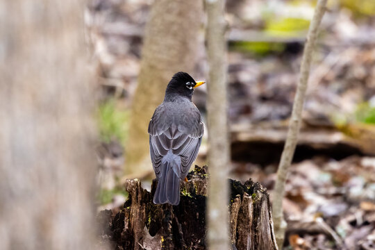 American robin perched in deciduous forest during early spring