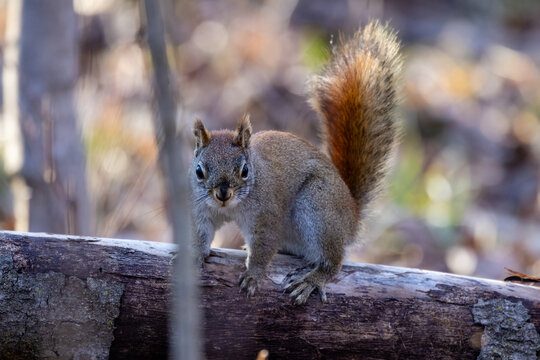 American red squirrel on dead tree limb looking at camera