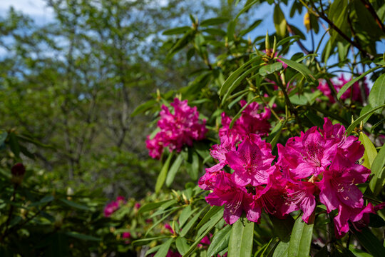 Pink rhododendron flowers blooming in fresh greenery