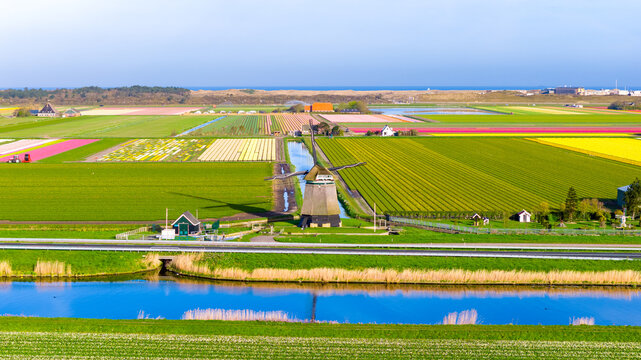 Aerial view of a traditional windmill standing amidst vibrant tulip fields in bloom under a clear blue sky near the coast in Petten, North Holland, Netherlands.
