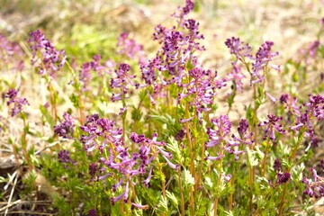 Fototapeta premium Purple Corydalis wildflowers blooming in spring, natural meadow and woodland background