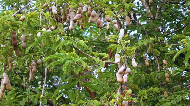 Numerous ripe tamarind fruits hang from the tamarind tree. Tamarind fruit hang on the tree branch.
