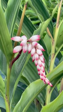 vertical 4K close-up of alpine zerumbet or shell ginger, also known as atom, pink and white buds, tropical flower in a tropical garden