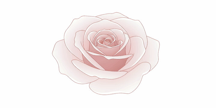 Beautiful Pink Rose Flower Closeup.