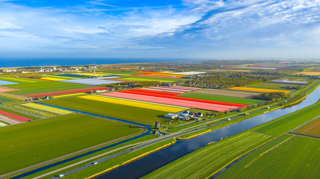 Aerial view of vibrant tulip fields in full bloom with a traditional windmill and a canal under a blue sky near the coast in Petten, North Holland, Netherlands.