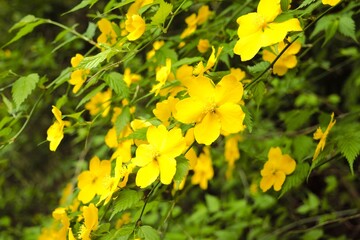 Yellow Kerria japonica flowers blooming in spring, fresh green natural background © corn-flower
