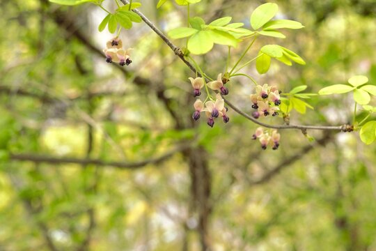Akebia buds with soft bokeh forest background, spring nature