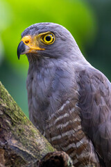 Fototapeta premium Roadside Hawk Perched on Roadside Tree Near Beach, Osa Peninsula, Costa Rica