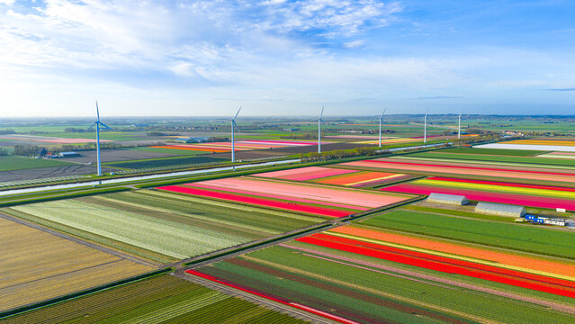 Aerial view of colorful tulip fields in bloom with a row of modern wind turbines under a blue sky in Petten, North Holland, Netherlands.