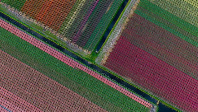 Aerial view of vibrant tulip fields arranged in geometric patterns with narrow water canals under soft daylight Petten, North Holland, Netherlands.
