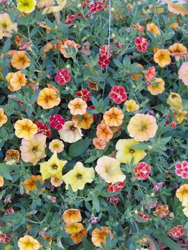Beautiful flowers