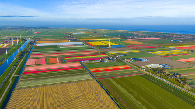 Aerial view of vibrant tulip fields in full bloom with wind turbines and a canal near the North Sea coast in Petten, North Holland, Netherlands.