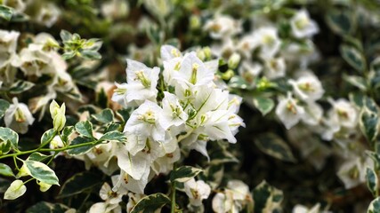 Fototapeta premium Beautiful white bougainvillea flowers bloom with leaves in various shades of green and white (3)