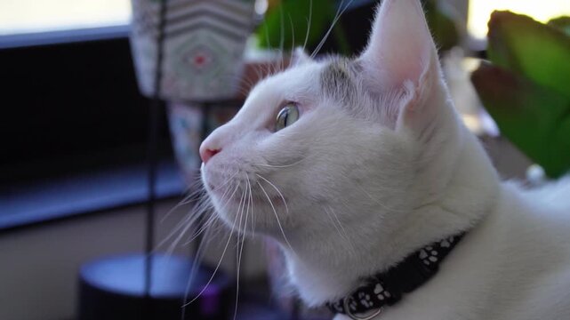 Close-up white cat looking down and swallowing near window in slow motion