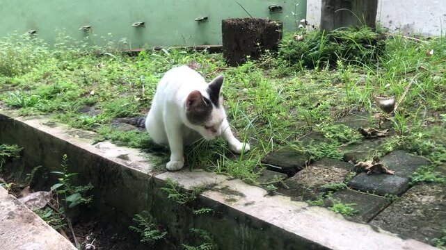 A white cat with black markings on its head is crouching in the grass next to a drainage ditch.