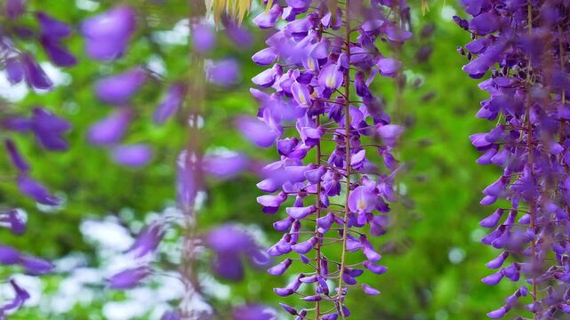 藤の花。少し風が出ていて花房がゆれる風景。