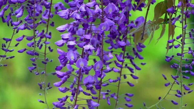 藤の花。少し風が出ていて花房がゆれる風景。