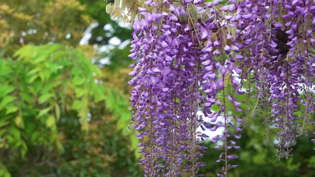 藤の花。少し風が出ていて花房がゆれる風景。