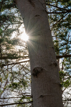 sunstar peeking through a tree