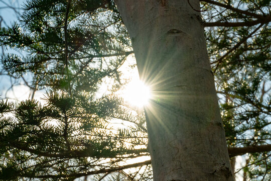 sun shining through trees