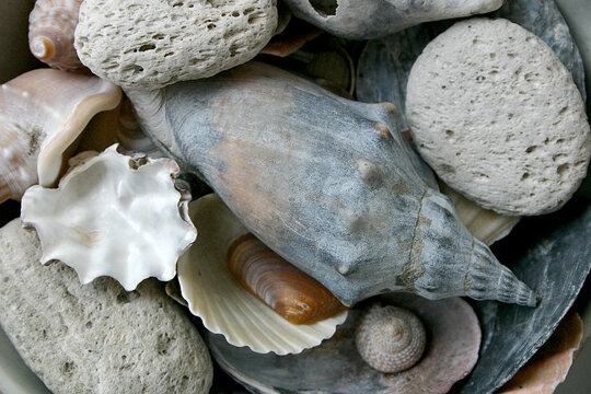 closeup of seashells and pumice stones found in New Zealand on ocean beaches and a lake beach, lovely beach finds