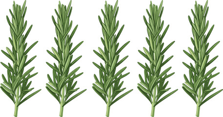 Fototapeta premium Vector Illustration of Five Fresh Rosemary Sprigs for Herbs, Cooking, Gardening, Culinary, Organic Food, and Digital Designs