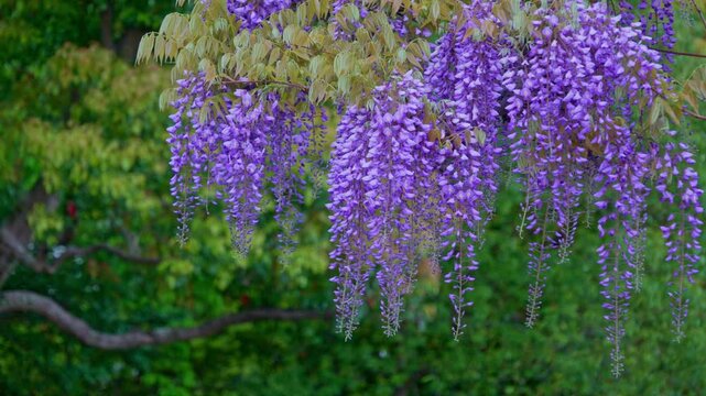 藤の花。少し風が出ていて花房がゆれる風景。