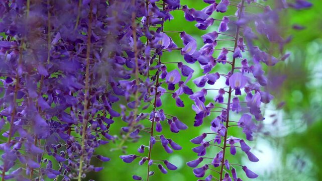 藤の花。少し風が出ていて花房がゆれる風景。
