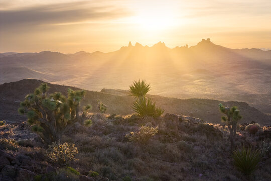 Aerial view of Castle Mountains National Monument with Joshua trees and desert vegetation under a golden sunset light Barstow, California, United States.