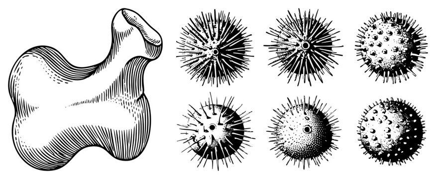 Nautical echinoderm etching collection, marine life sketch set, antique zoological drawing, sea urchin anatomy print, coastal biology illustration.