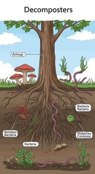 Illustration depicting decomposers in a forest ecosystem, including fungi, bacteria, and earthworms breaking down organic matter around tree roots.