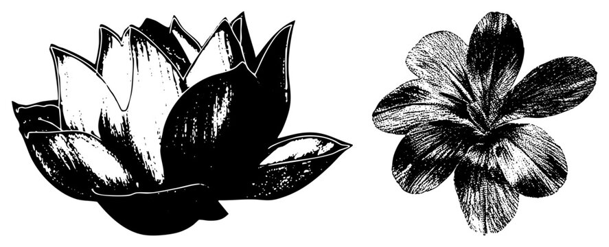Botanical art depicting stylized lotus and plumeria flowers, inked graphics, bloom designs, hand drawn botanical cutouts, decorative plant motifs.