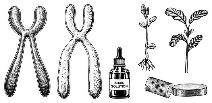 Genetic chromosome diagrams paired with auxin hormone vial and seedling development phases, botanical science illustration, molecular biology visual aid.