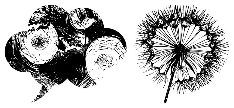 Botanical illustration of Taraxacum officinale seed puffball and sliced timber segments, rendered in halftone vector style for design use. Also known as blowball or clock flower.