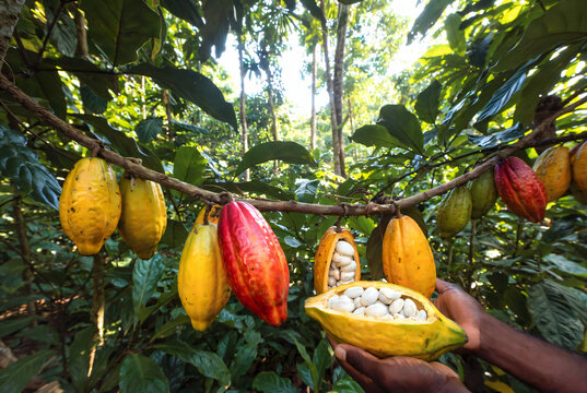 A hand holds an opened cocoa pod revealing white beans, surrounded by ripe and unripe pods hanging from a tree branch in a lush, green forest.
