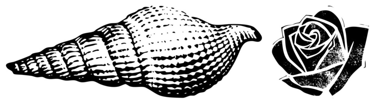 Marine gastropod paired with rose bloom, both rendered in high contrast. Ideal for vintage design, tattoo motifs, or nautical themed graphics.