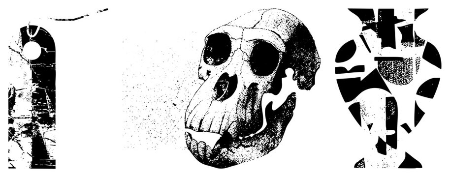 Ancient primate illustration, prehistoric hominin skull, artifact, cranial structure, evolutionary biology.