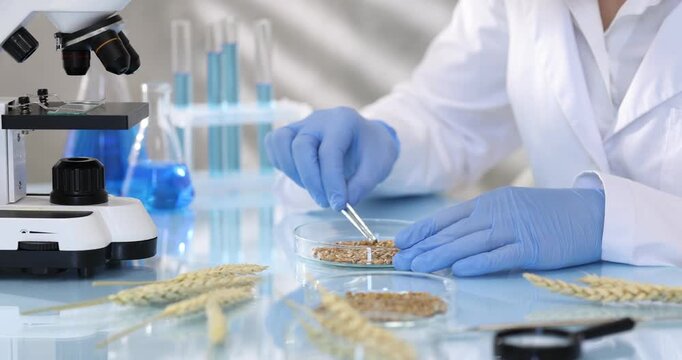 Laboratory testing. Scientist working with wheat grains at glass table indoors, closeup