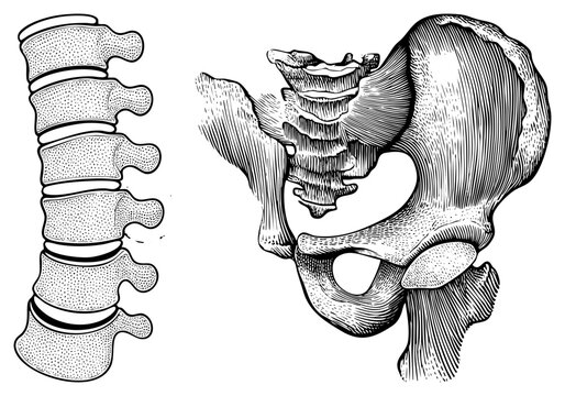 Medical sketch of lumbar vertebrae and pelvic girdle, skeletal diagram for education, anatomical drawing, vertebral column, hip bone structure.