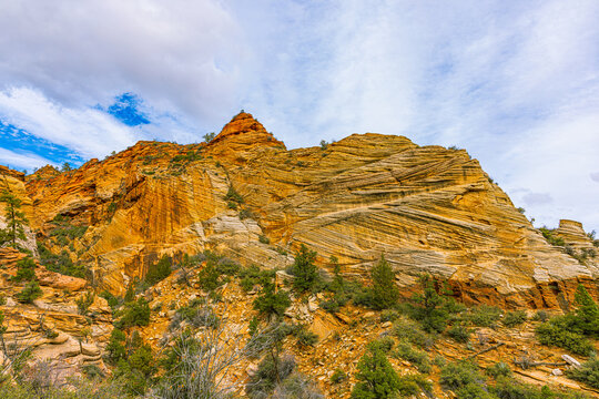 Golden-orange Navajo sandstone with distinctive cross-bedding patterns, blue sky, white clouds, and pine trees, Zion National Park, Utah