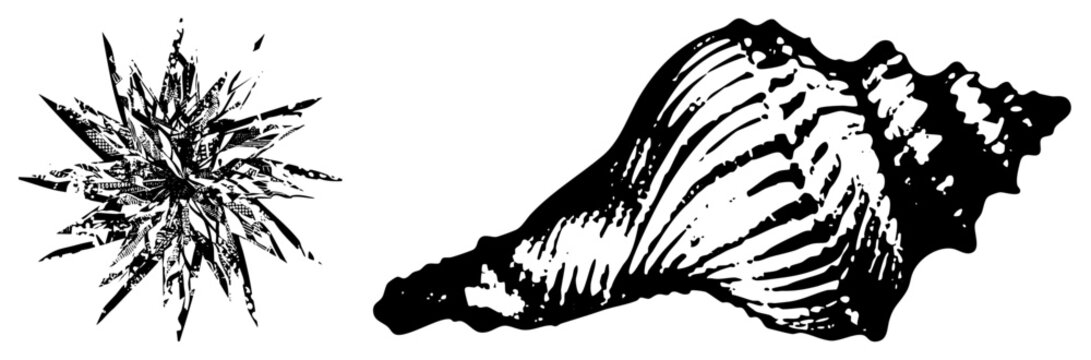 Marine life sketch featuring echinoderm and gastropod, starfish and silhouette, nautical art, coastal decor, oceanic fauna.