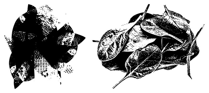 Stylized botanical illustration using dotwork, textured foliage art, graphic plant design, nature motif, vector leaf arrangement.